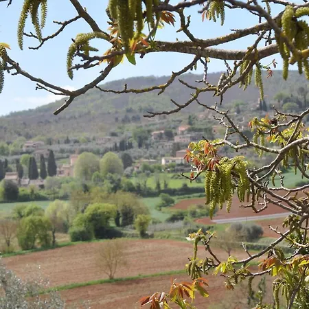Il Pero Di Cetinale Cetinale