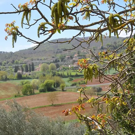 Il Pero Di Cetinale